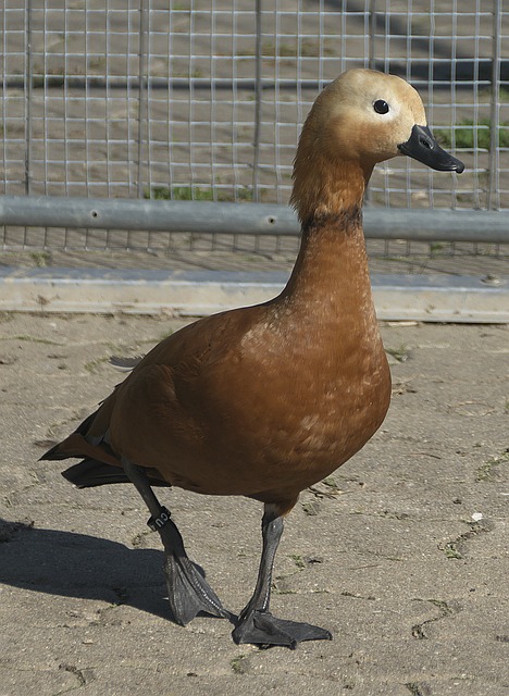 现代战术